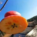 烟富8号苹果苗种植利润与优质果苗选择指南