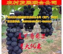 【南宁葡萄产品库】_价格/图片/厂家 - 广西产品库