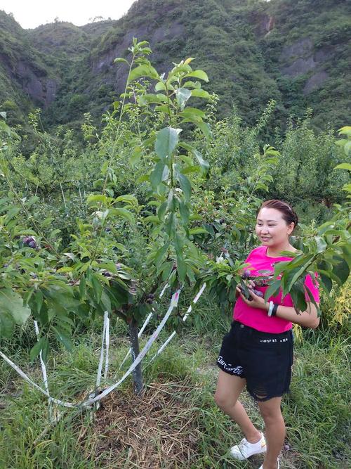 龙汇源精品果苗有限责任公司的美篇