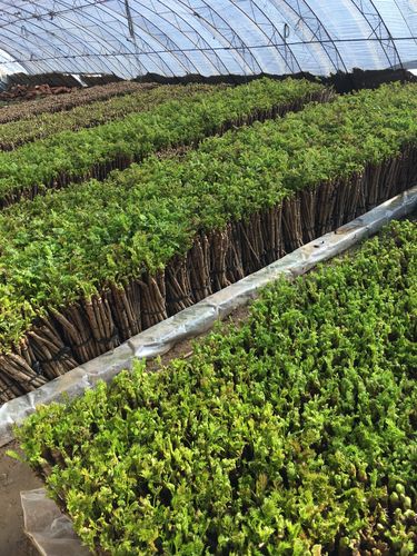 富源生态,2017年出售各种果树苗,山野菜种苗,信誉第一,保质保