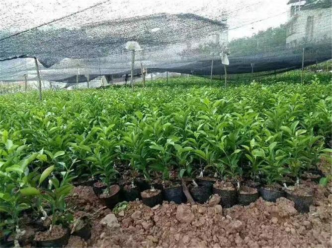 优质果苗 091无核沃柑苗 柑橘苗圃基地直发