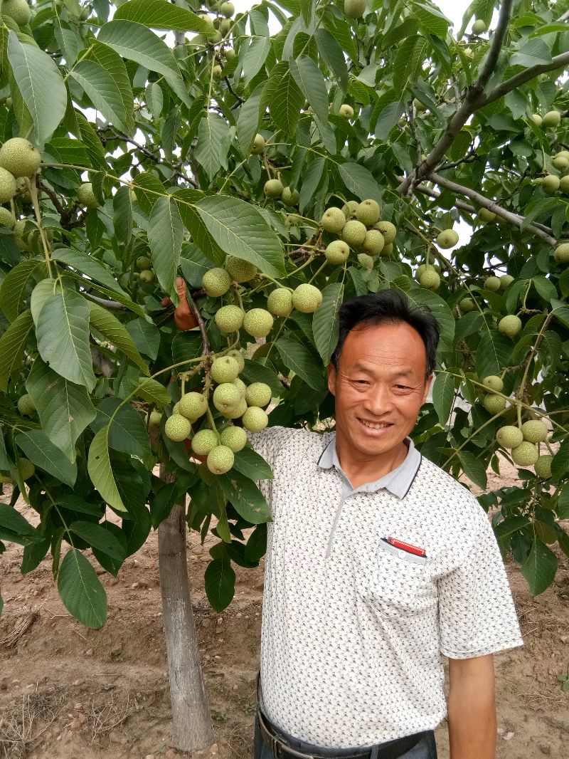 邯郸李子苗