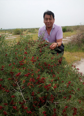 白刺果苗怎么种植,白刺果苗种植容易成活吗