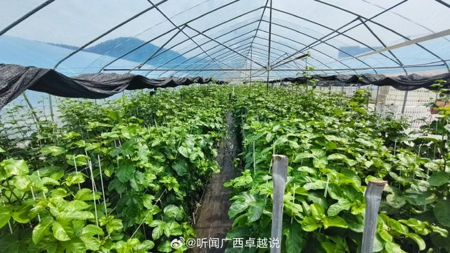 团走进广西东云农业投资百香果种苗育种基地,果苗长势喜人