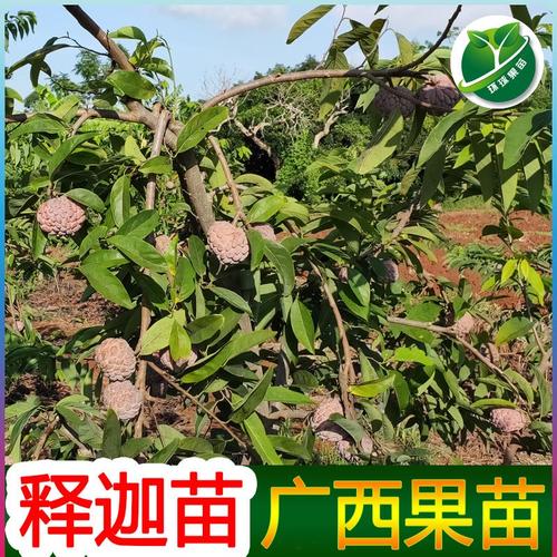 批发释迦苗嫁接果树苗公司:灵山县武利镇环球果苗种植场(环球果 ))