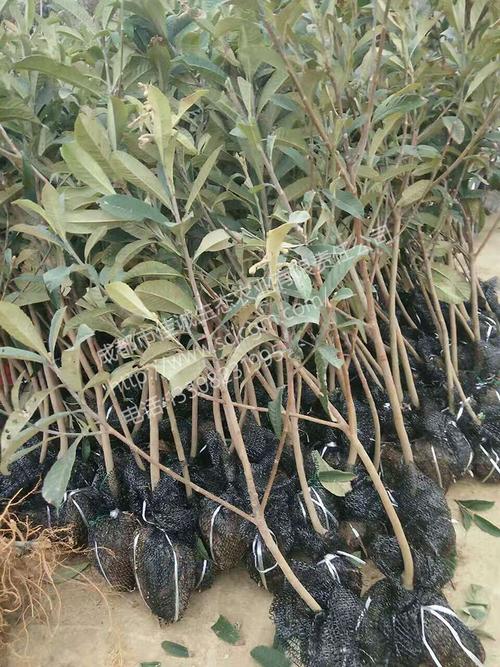 枇杷-成都佳诚果苗公司 四川果苗基地 成都果苗 优质高产