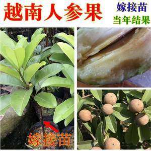 【千眼菩提大果手串价格】最新千眼菩提大果手串